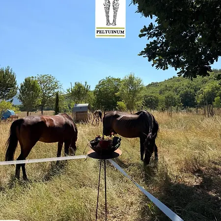 Visione Via Peltuino 19 *