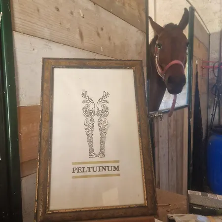 Visione Via Peltuino 19